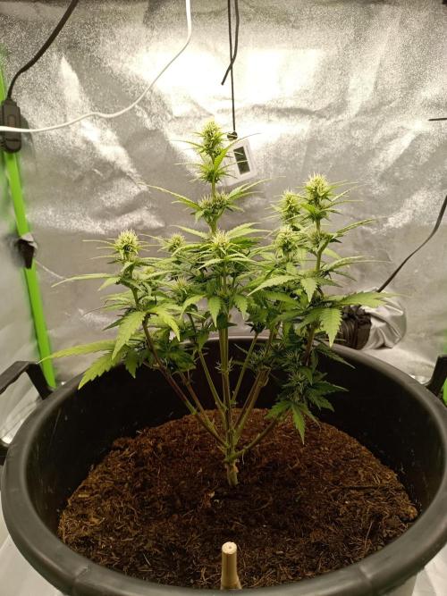 Kalashnikova Auto. Week 6