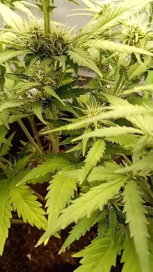Kalashnikova Auto. Week 6