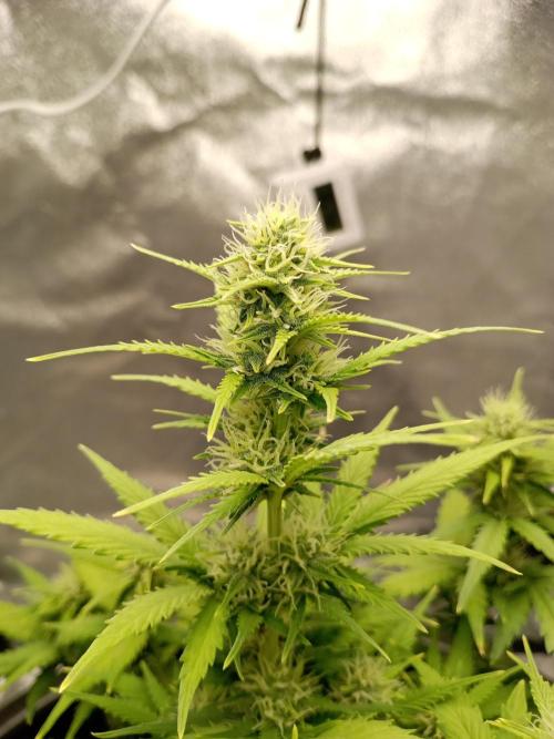 Kalashnikova Auto. Week 6