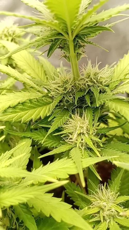 Kalashnikova Auto. Week 6