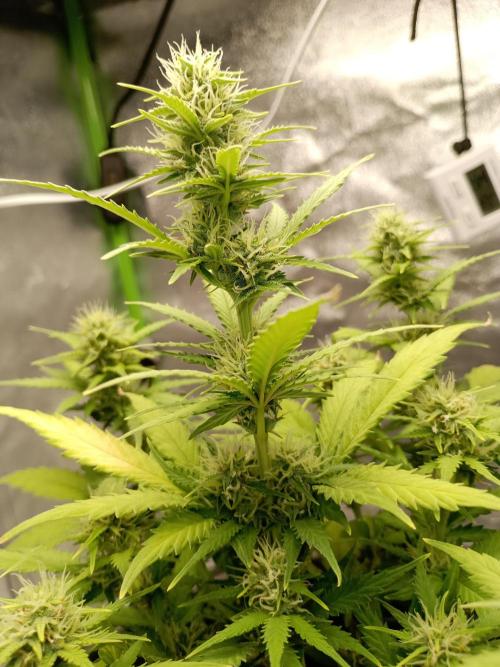 Kalashnikova Auto. Week 7