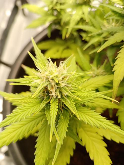 Kalashnikova Auto. Week 7