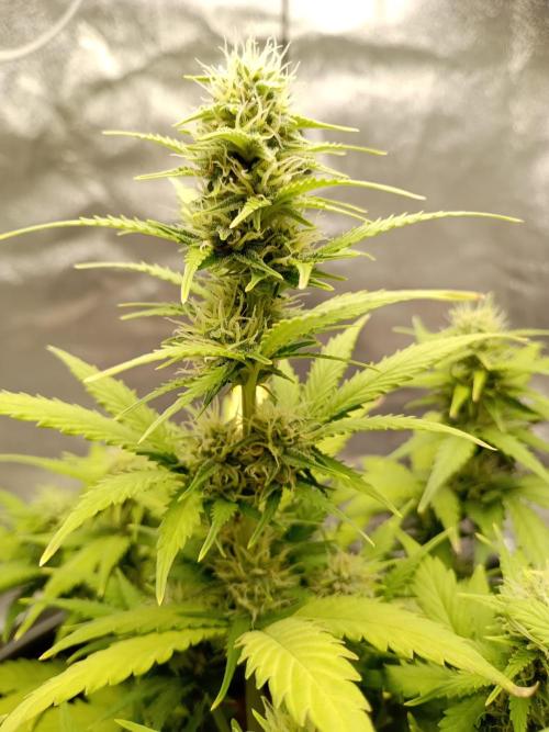 Kalashnikova Auto. Week 7