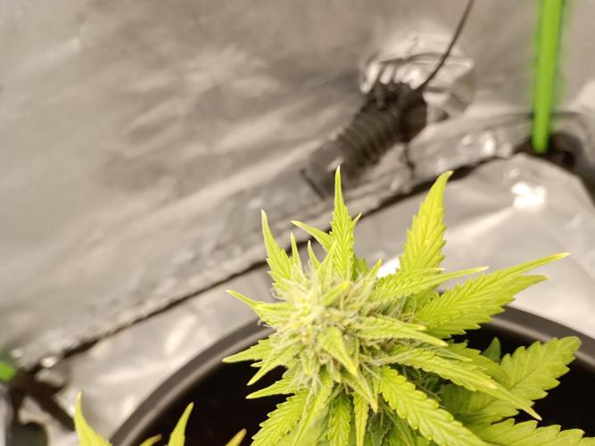 Kalashnikova Auto. Week 7