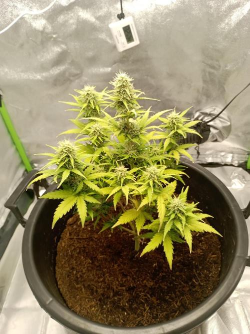 Kalashnikova Auto. Week 7