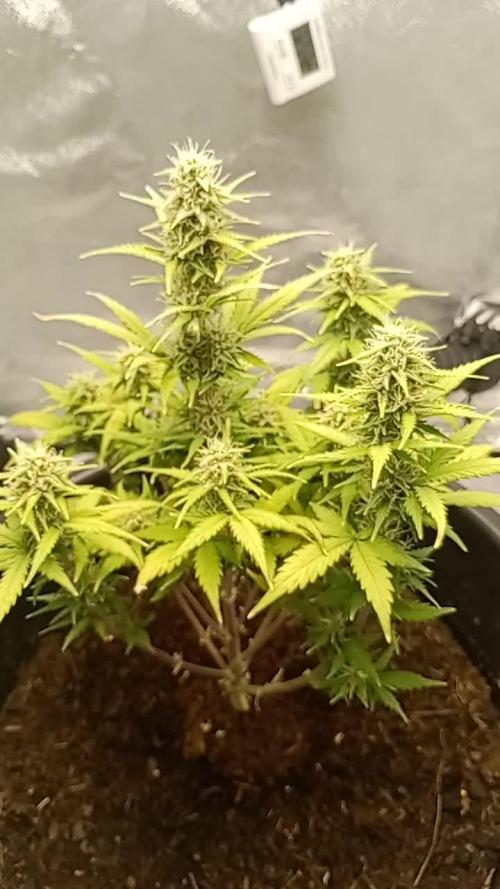Kalashnikova Auto. Week 7
