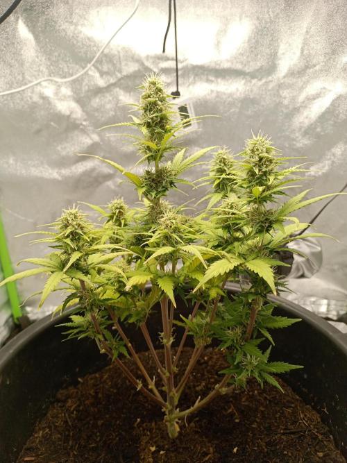 Kalashnikova Auto.. Week 7