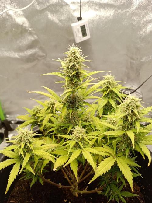Kalashnikova Auto.. Week 8