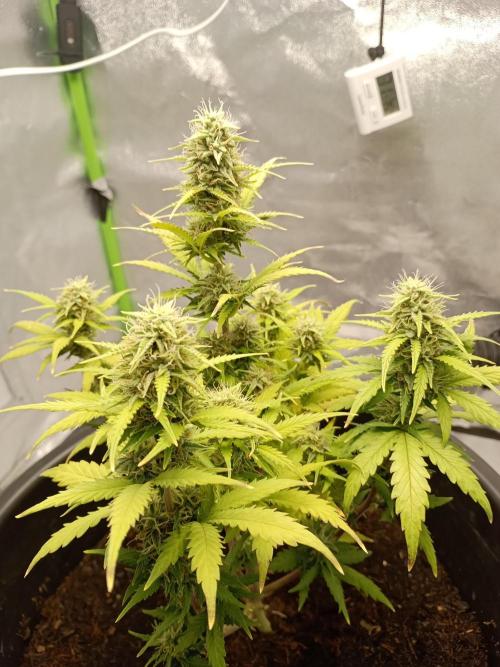 Kalashnikova Auto.. Week 8