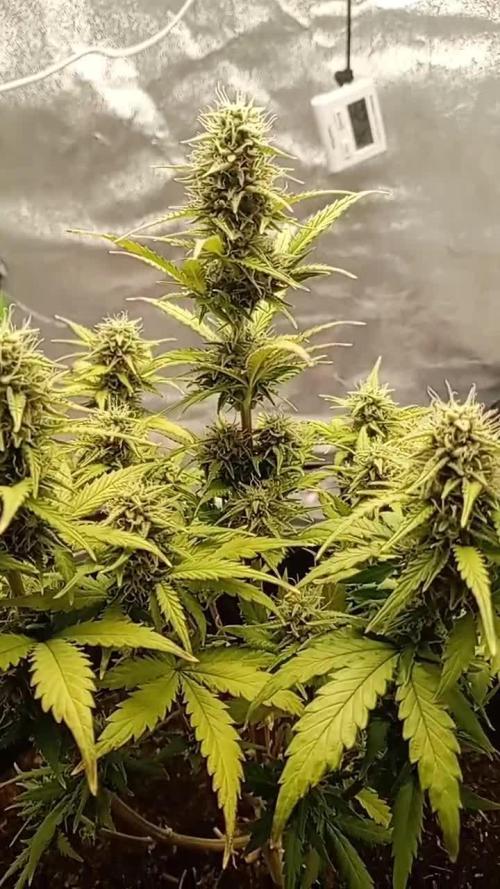 Kalashnikova Auto. Week 8