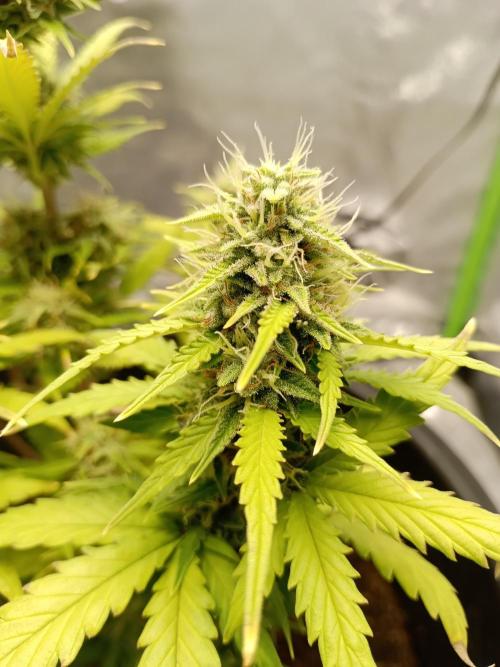 Kalashnikova Auto. Week 8