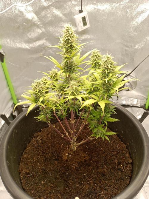 Kalashnikova Auto.. Week 8