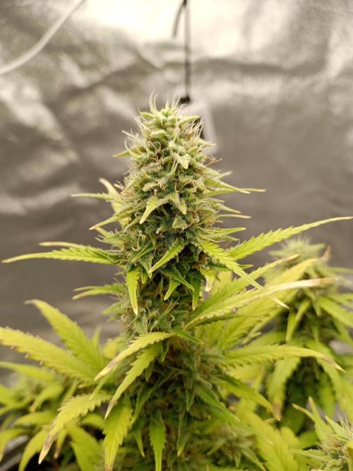 Kalashnikova Auto.. Week 8
