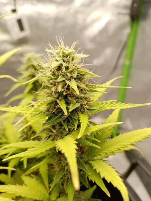 Kalashnikova Auto.. Week 8