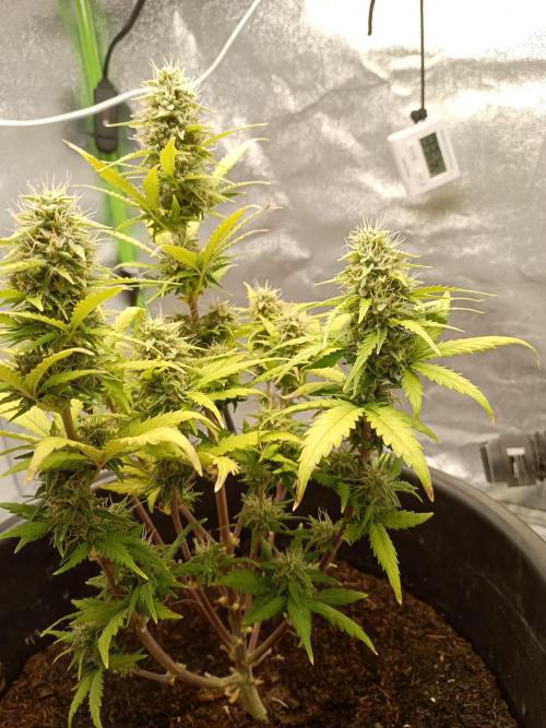 Kalashnikova Auto. Week 8