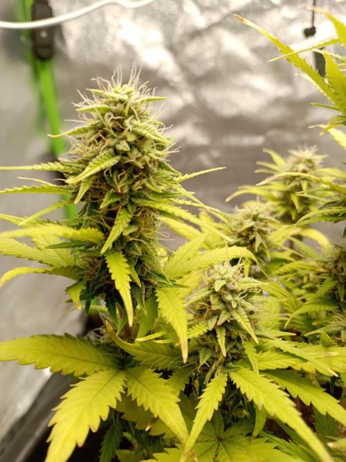 Kalashnikova Auto.. Week 8