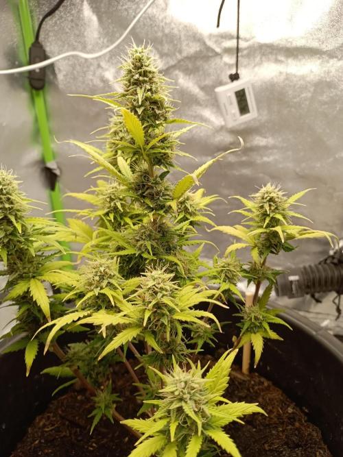 Kalashnikova Auto.. Week 8