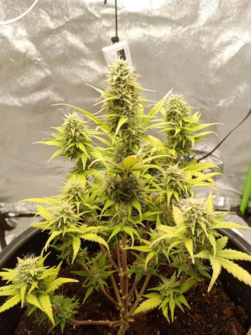 Kalashnikova Auto.. Week 8