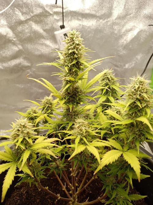 Kalashnikova Auto. Week 8