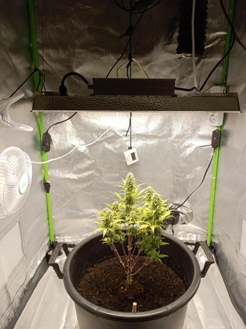 Kalashnikova Auto.. Week 8