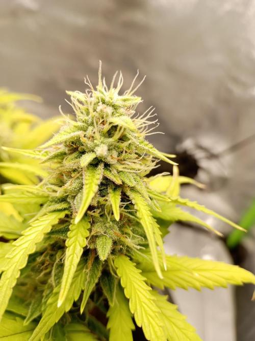 Kalashnikova Auto. Week 9