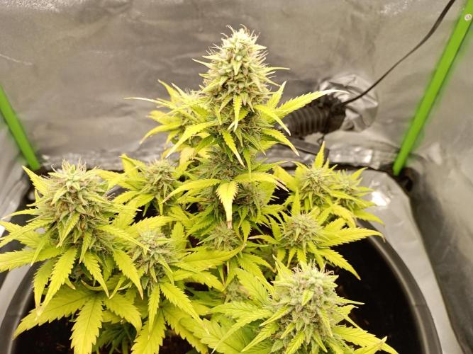 Kalashnikova Auto. Week 9