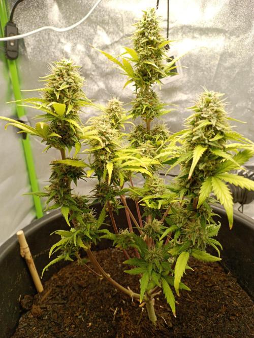 Kalashnikova Auto. Week 9
