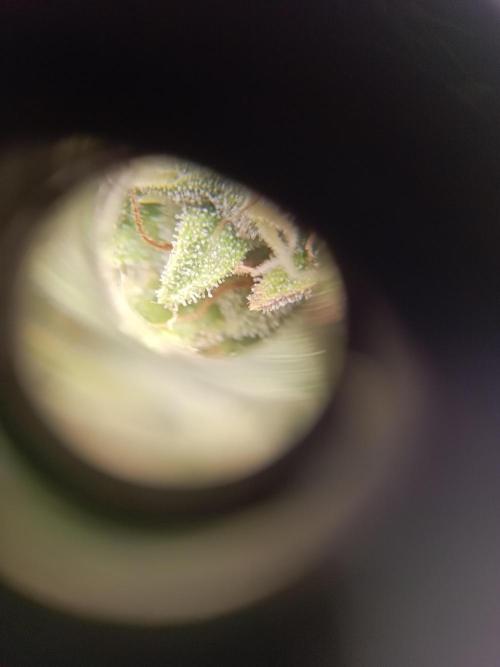 Kalashnikova Auto. Week 9