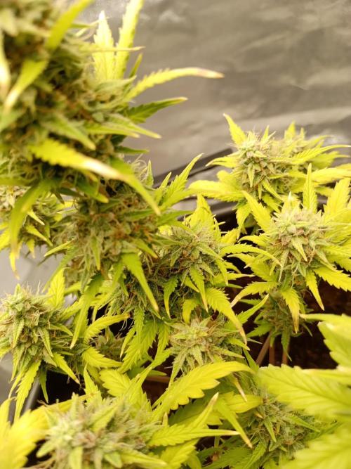 Kalashnikova Auto. Week 9
