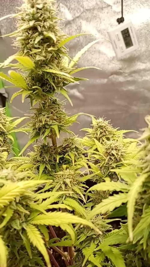 Kalashnikova Auto. Week 9