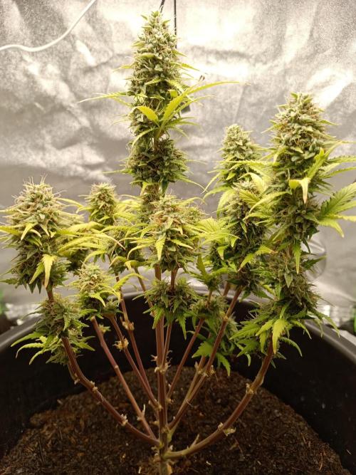 Kalashnikova Auto.. Week 9
