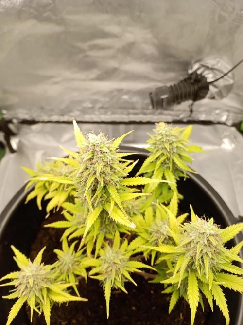 Kalashnikova Auto. Week 9