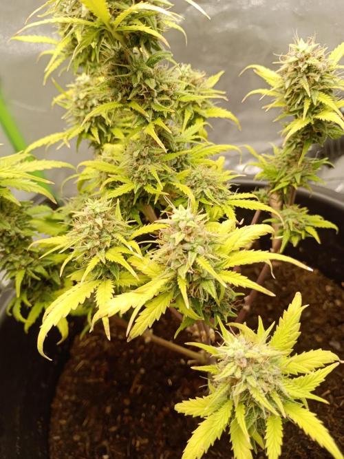 Kalashnikova Auto. Week 10