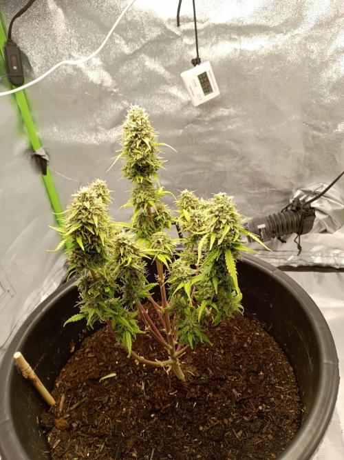Kalashnikova Auto. Week 10