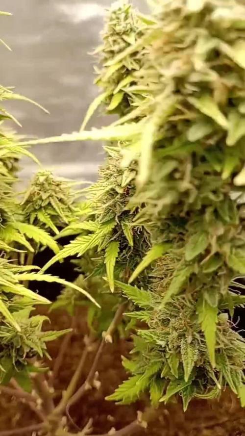 Kalashnikova Auto. Week 10