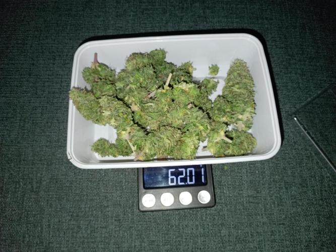 Kalashnikova Auto.. Week 11