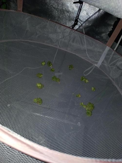 Kalashnikova Auto.. Week 11