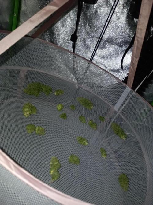 Kalashnikova Auto.. Week 11
