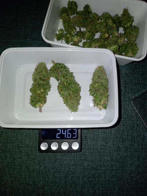 Kalashnikova Auto.. Week 11