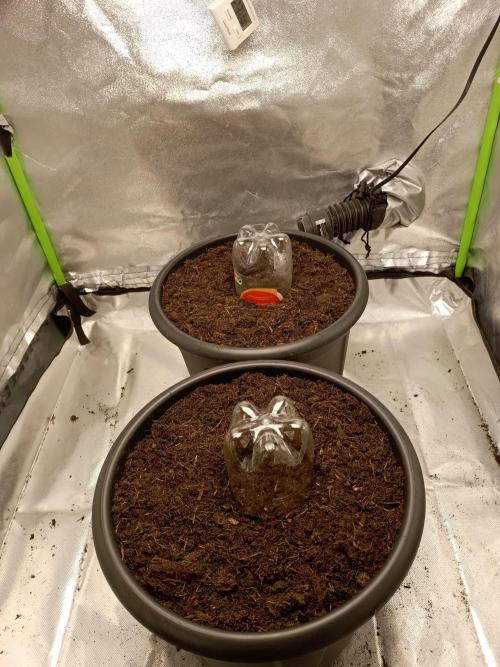 Super Lemon haze Auto. Week 0
