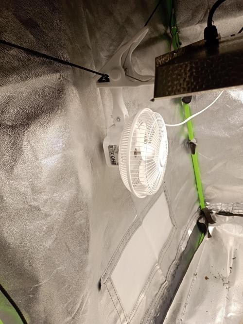 Super Lemon haze Auto. Week 0