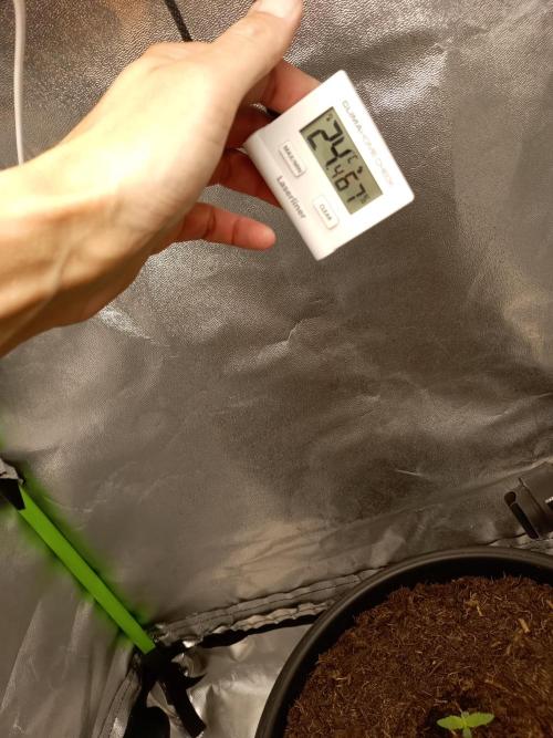 Super Lemon haze Auto. Week 0