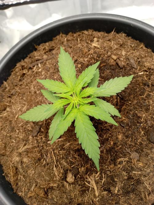 Super Lemon haze Auto. Week 1