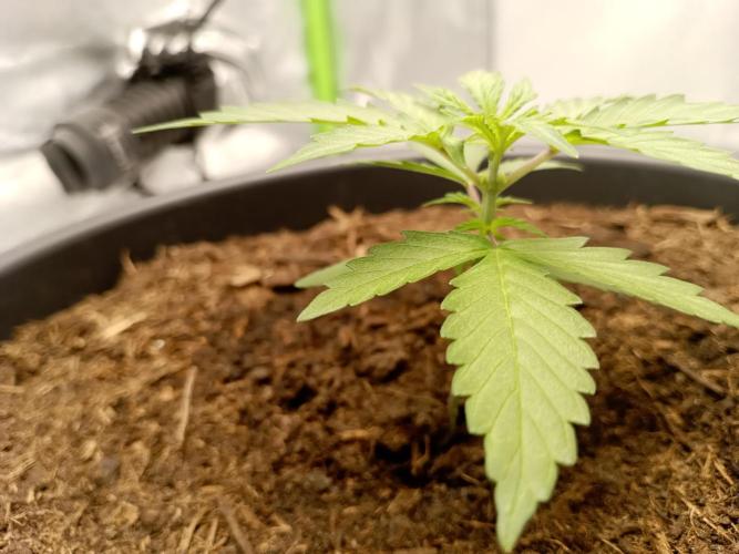 Super Lemon haze Auto. Week 1