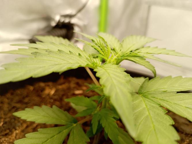 Super Lemon haze Auto. Week 1 - 10cm hoogte. Ze gaat klimmen.