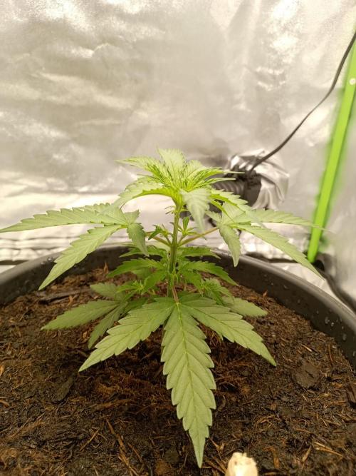 Super Lemon haze Auto. Week 2 - 15.5 cm