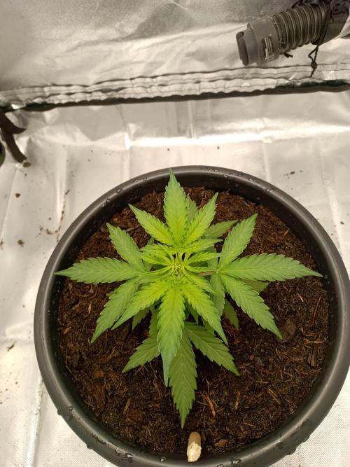 Super Lemon haze Auto. Week 2 - 15.5cm