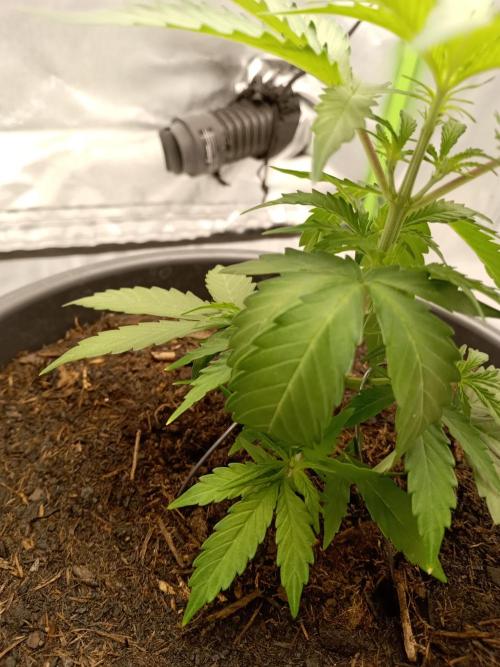 Super Lemon haze Auto. Week 2