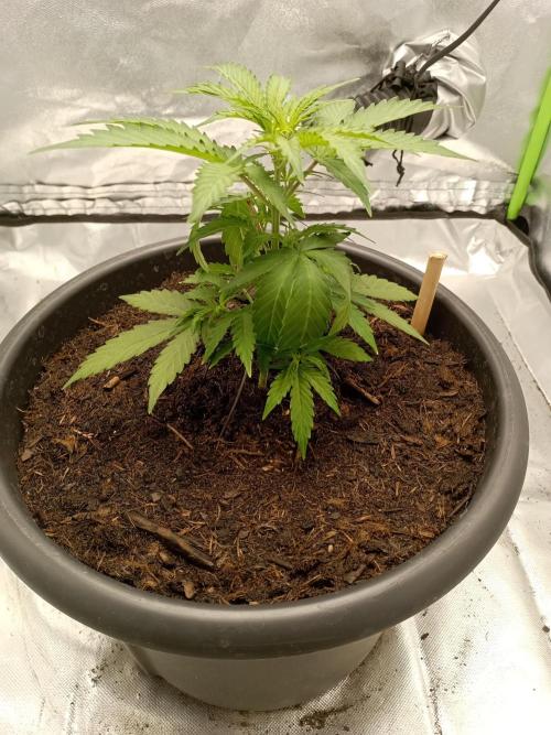 Super Lemon haze Auto. Week 2