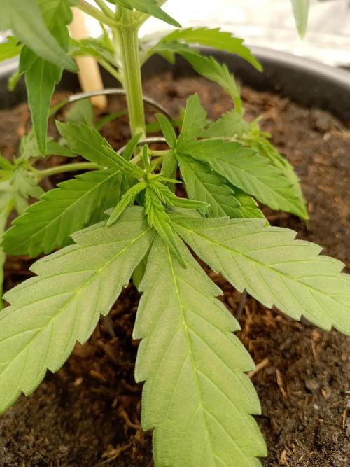 Super Lemon haze Auto. Week 2